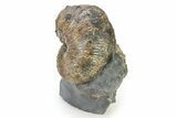 Iridescent Ammonite (Hoploscaphites) Fossil - Montana #316571-1
